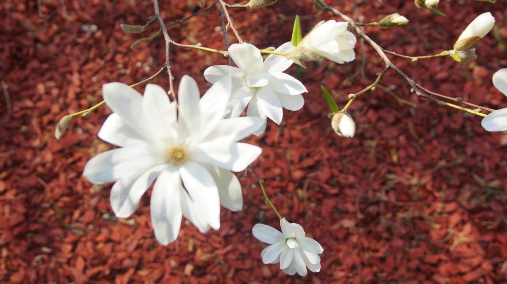 Namelis Prie Magnolijos Διαμέρισμα Ντρουσκινινκάι Εξωτερικό φωτογραφία